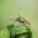 Macro chalet aout 2010 - 096